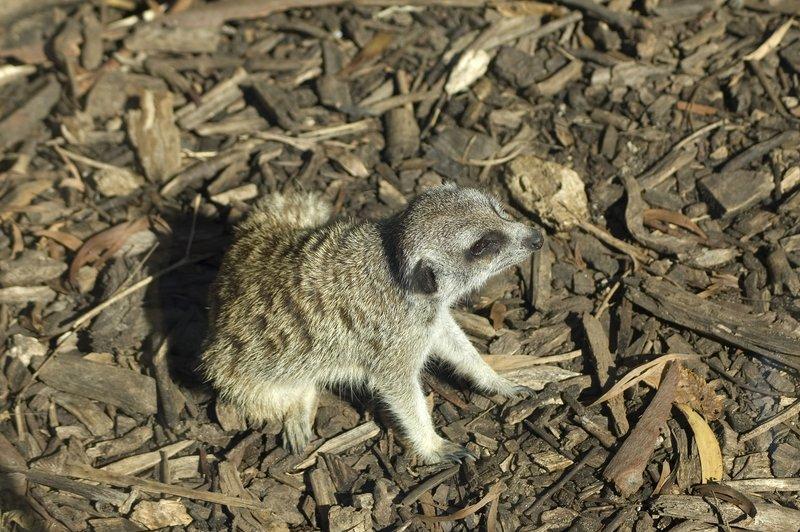 zoo_19 [800x600].jpg